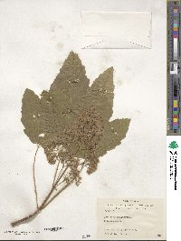 Acer pseudoplatanus image