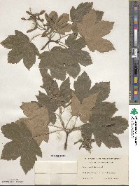 Acer pseudoplatanus image