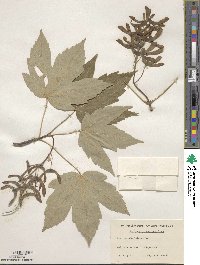 Acer pseudoplatanus image