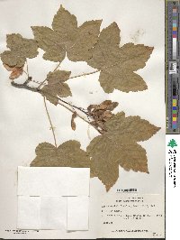 Acer pseudoplatanus image