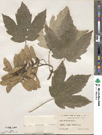 Acer pseudoplatanus image