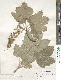 Acer pseudoplatanus image