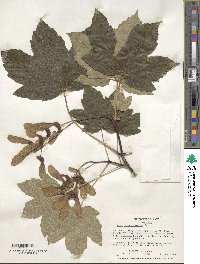 Acer pseudoplatanus image