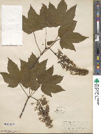 Acer pseudoplatanus image