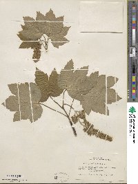 Acer pseudoplatanus image