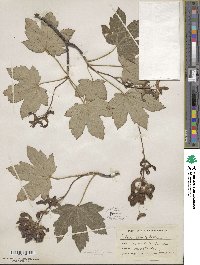 Acer pseudoplatanus image