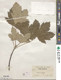 Acer pseudoplatanus image