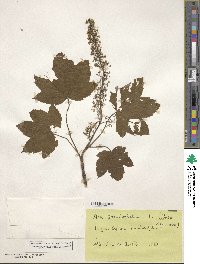 Acer pseudoplatanus image