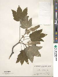 Acer pseudoplatanus image