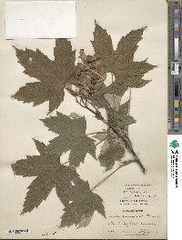 Acer pseudoplatanus image