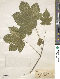 Acer pseudoplatanus image