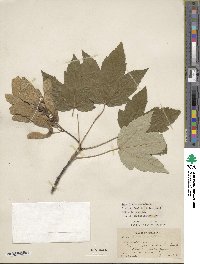 Acer pseudoplatanus image