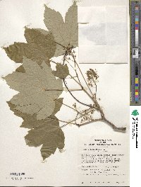 Acer pseudoplatanus image