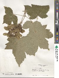 Acer pseudoplatanus image