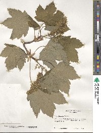 Acer pseudoplatanus image