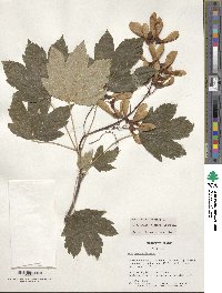 Acer pseudoplatanus image