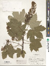 Acer pseudoplatanus image