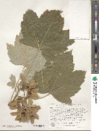 Acer pseudoplatanus image