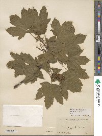 Acer pseudoplatanus image