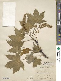 Acer pseudoplatanus image