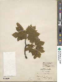 Acer pseudoplatanus image