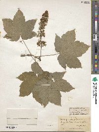 Acer pseudoplatanus image