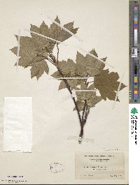 Acer pseudoplatanus image