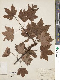 Acer pseudoplatanus image