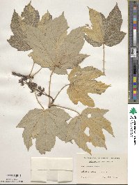 Acer pseudoplatanus image