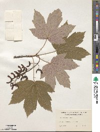 Acer pseudoplatanus image