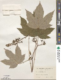 Acer pseudoplatanus image