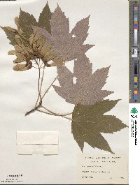 Acer pseudoplatanus image