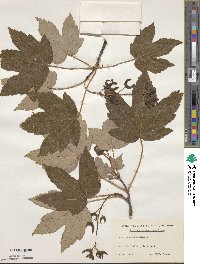 Acer pseudoplatanus image