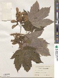 Acer pseudoplatanus image