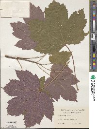 Acer pseudoplatanus image