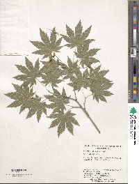 Acer pseudosieboldianum image