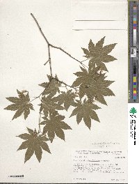 Acer pseudosieboldianum image