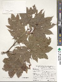 Acer pseudosieboldianum image