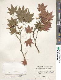 Acer pseudosieboldianum image