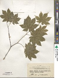 Acer pseudosieboldianum image