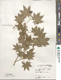 Acer pseudosieboldianum image