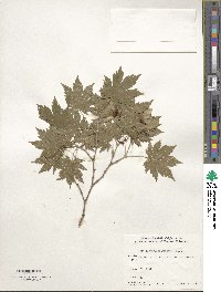 Acer pseudosieboldianum image