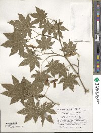 Acer pseudosieboldianum image