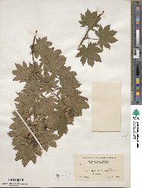 Acer pseudosieboldianum image