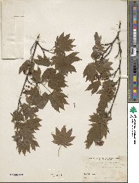 Acer pseudosieboldianum image