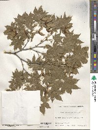 Acer pseudosieboldianum image