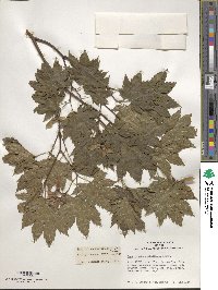 Acer pseudosieboldianum image