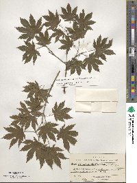 Acer pseudosieboldianum image