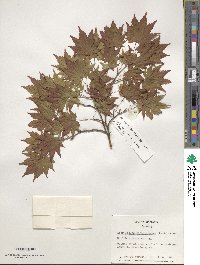 Acer pseudosieboldianum image