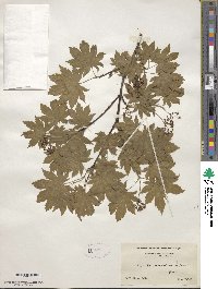 Acer pseudosieboldianum image